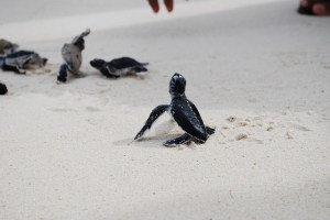 turtles by arjandijksma